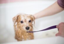Interesting Facts About Grooming Your Pet Grooming Your Pet