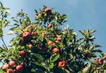 How Are Crab Apple Trees Different Crab Apple Trees