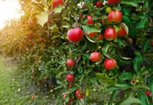 Apple Tree Artistry: Crafting Living Sculptures with Espalier Techniques Apple Tree